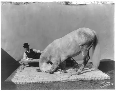 Prince Albert, Cuthbertson's famous educated horse