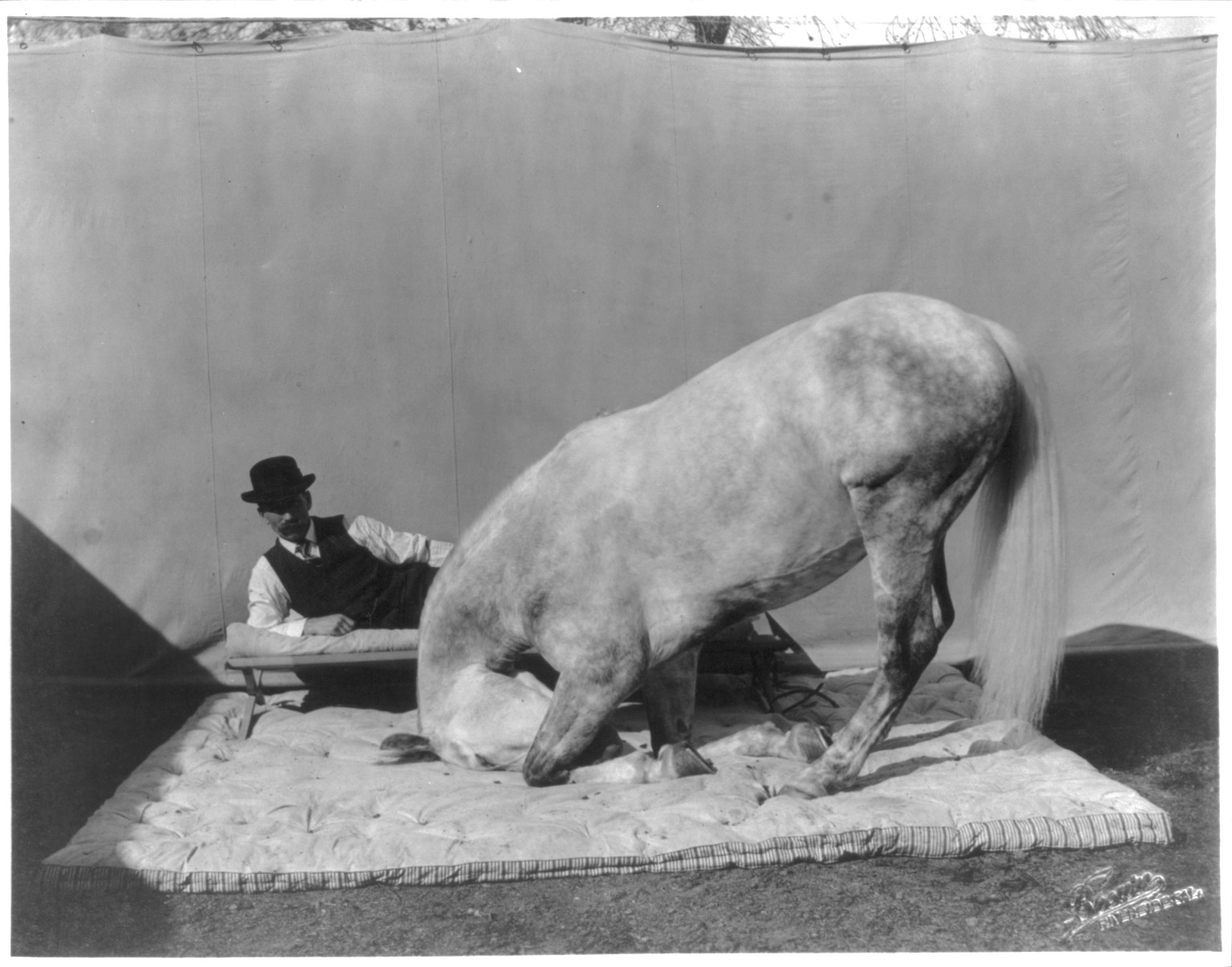Prince Albert, Cuthbertson's famous educated horse — historic photograph