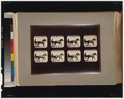 Horses. Trotting