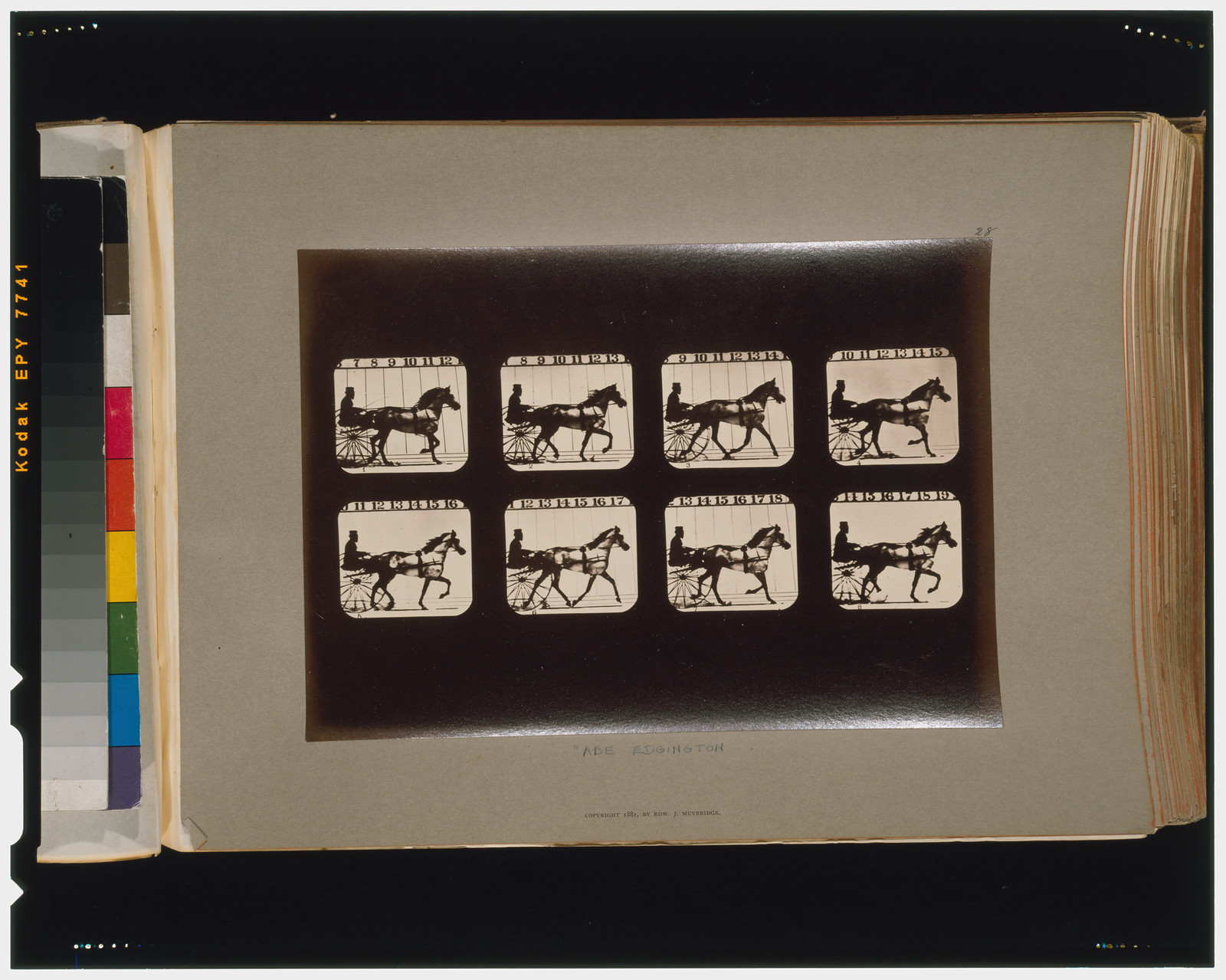 Horses. Trotting, [San Francisco] : Muybridge, c1881. — historic photograph