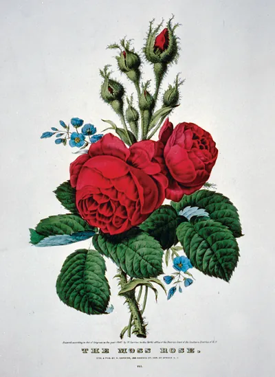The Moss Rose