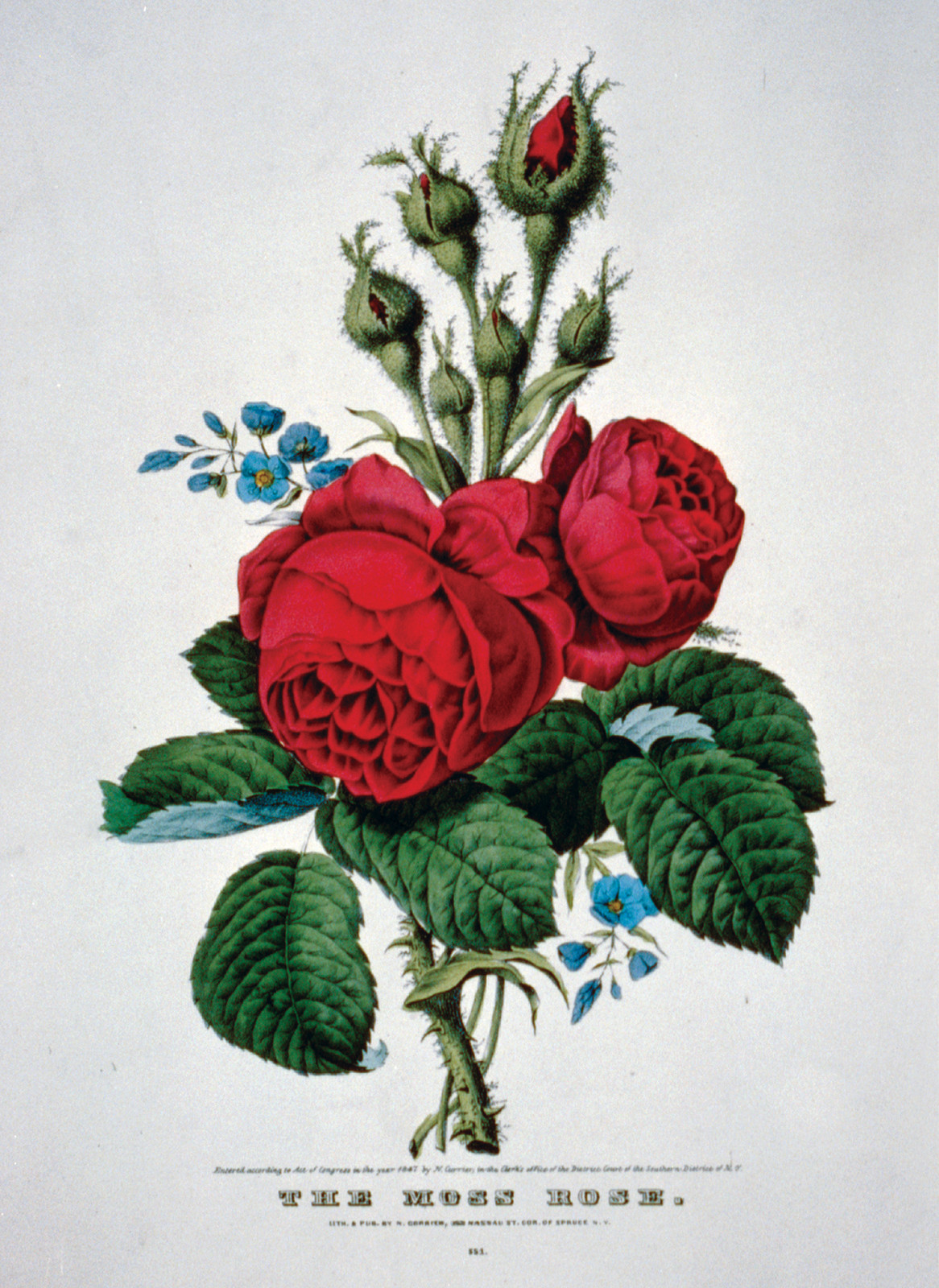The Moss Rose, 1847 — antique lithograph