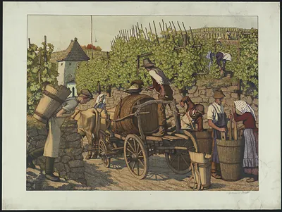 Grape harvest with ox cart and workers in vineyard