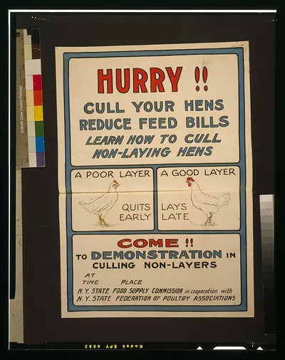 Hurry!! Cull your hens, reduce feed bills