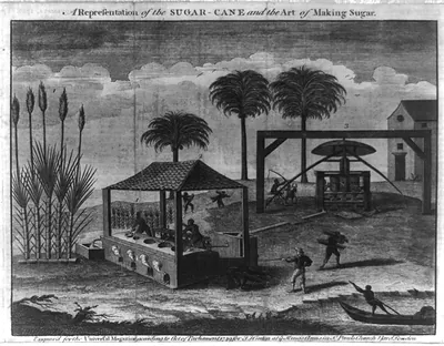 A representation of the sugar-cane and the art of making sugar