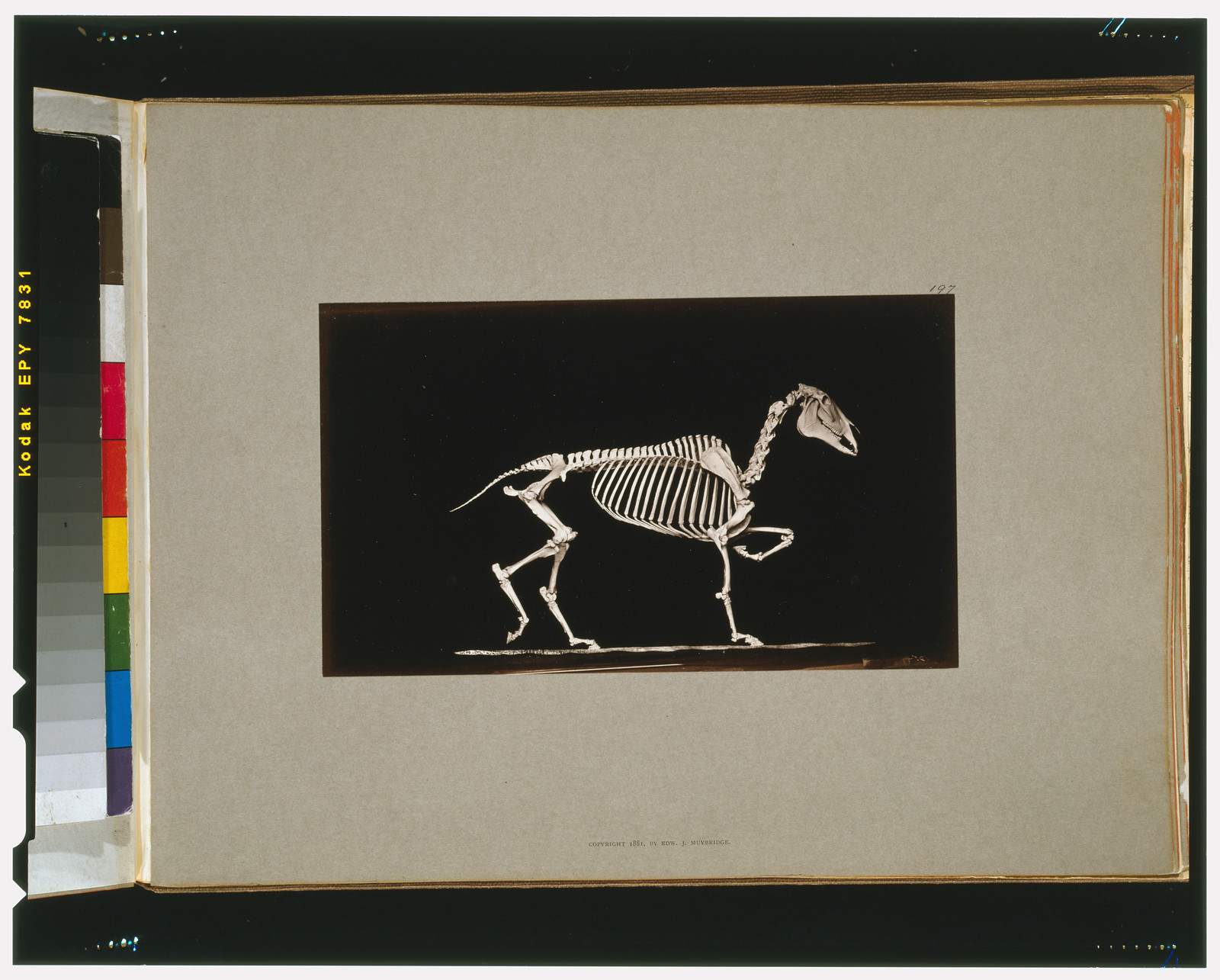 Skeleton of horse. Trotting. On the ground, [San Francisco] : Muybridge, c1881. — historic photograph