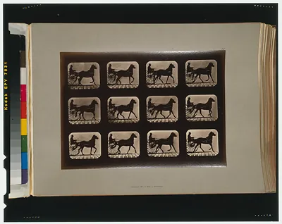 Horses. Irregular