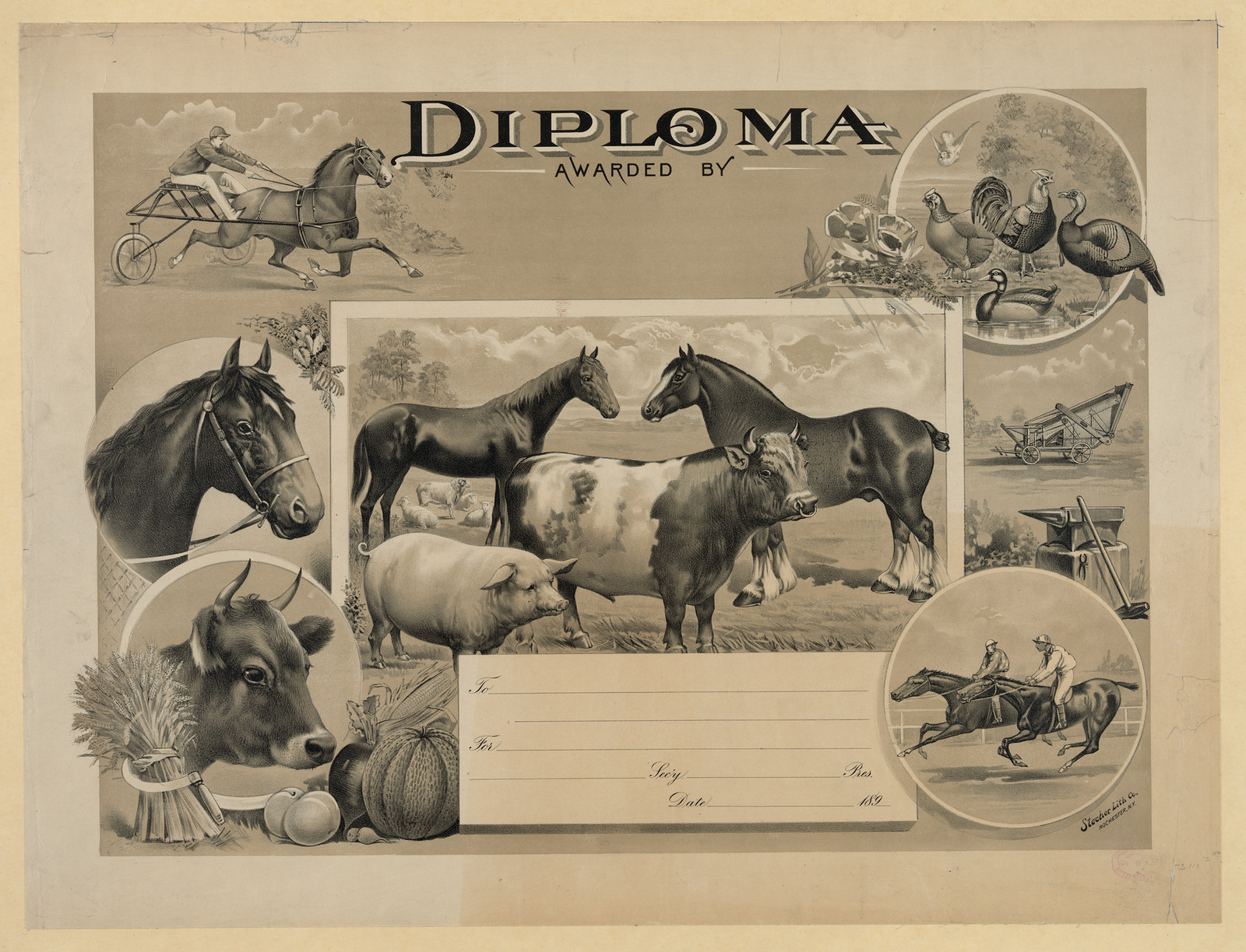 Diploma Awarded By: Horses, Cattle, Pig and Poultry — historic image