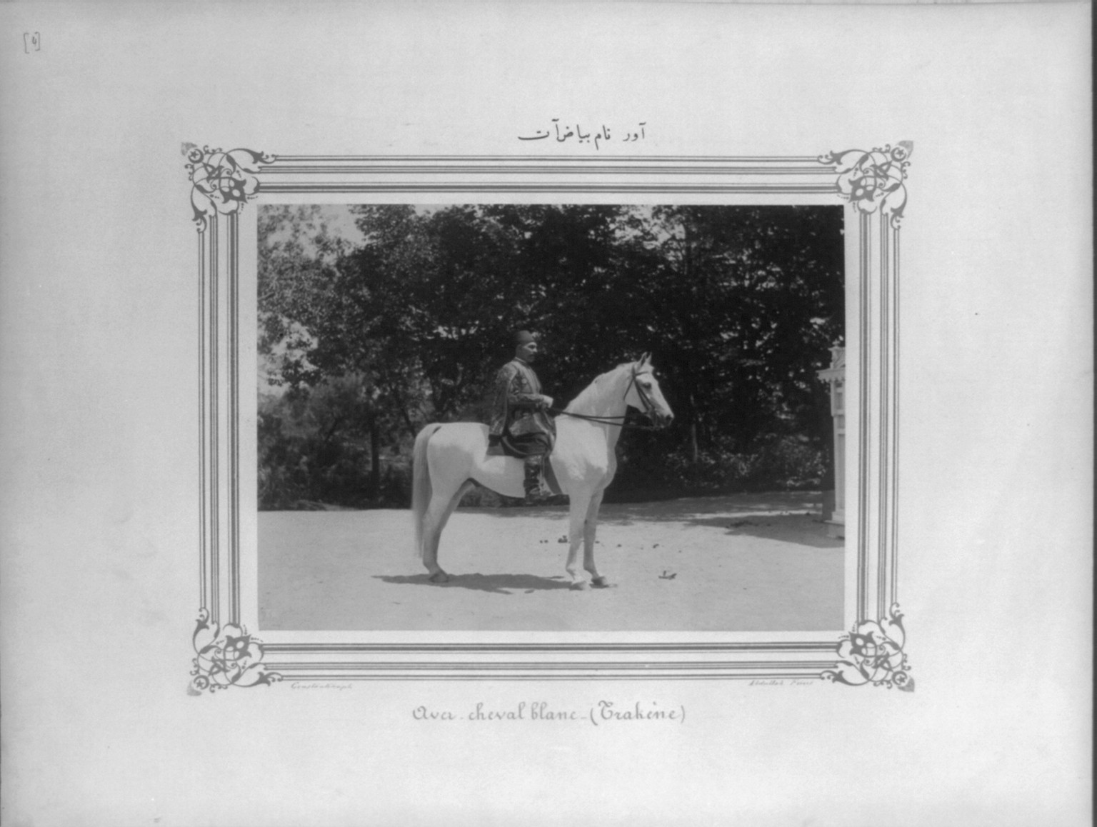 [A white horse named Aver] / Constantinople, Abdullah Frères., [between 1880 and 1893] — historic photograph