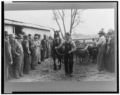 Horse is paraded before prospective buyers, farm sale, Pettis County, Missouri