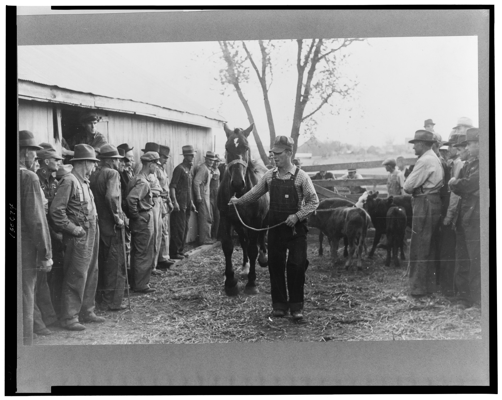 Horse is paraded before prospective buyers, farm sale, Pettis County, Missouri, 1939 Nov. — historic photograph