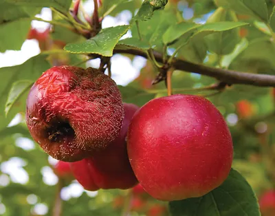 Red apples on a branch, one rotting