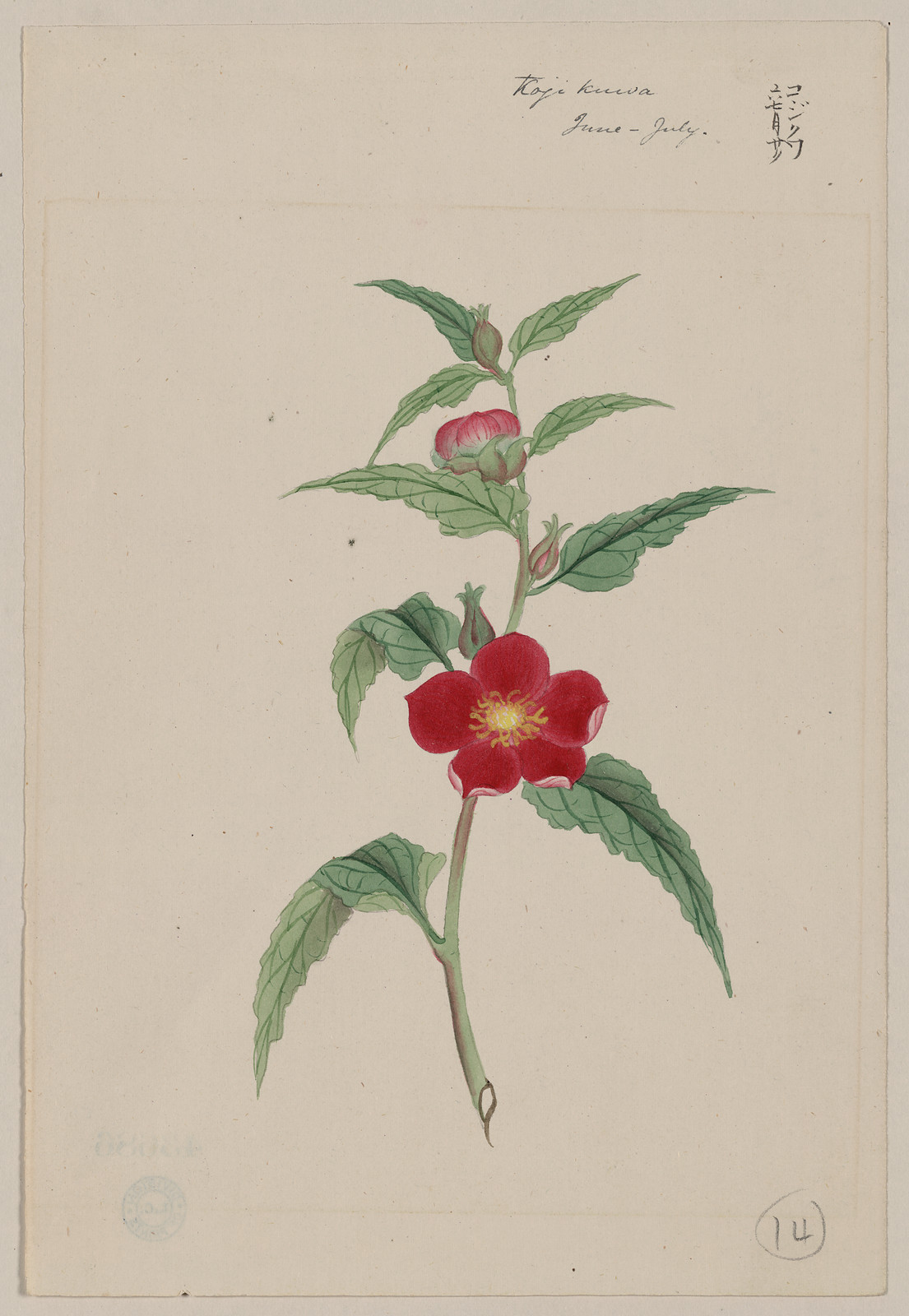 [Japanese drawing], 1750 — historic drawing