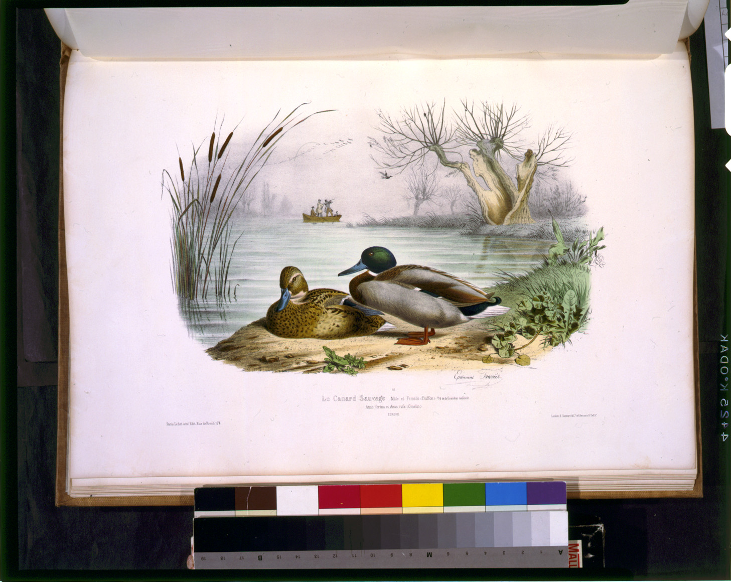 Le canard sauvage, mâle et femelle (buffon) ... / Edouard Traviès., Paris : Ledot ainé, [ca. 1857] — antique lithograph