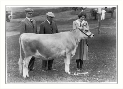 [County or state fair in New England: 2 men and a woman with prize heifer]