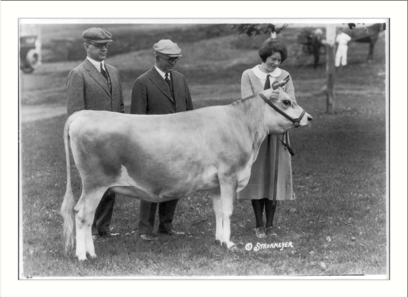 [County or state fair in New England: 2 men and a woman with prize heifer] — historic photograph