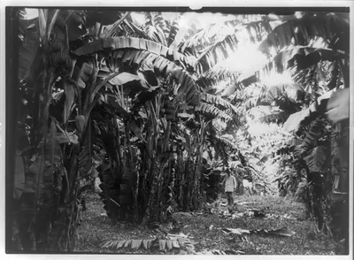 Bananas, Cuba