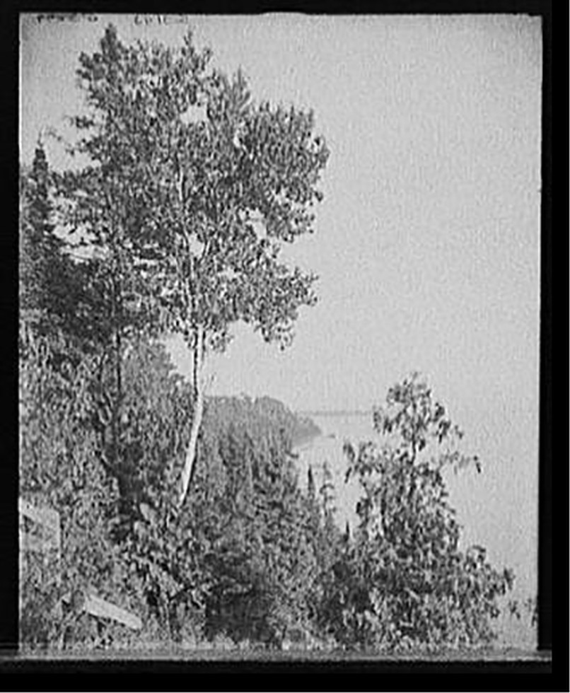 [Lone birch, Mackinac Island, Mich., The], [between 1900 and 1906] — historic photograph