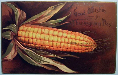 Good Wishes for Thanksgiving Day, ear of corn postcard