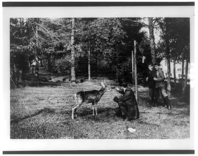 [Man feeding a deer at the National Zoo, Washington, D.C.]
