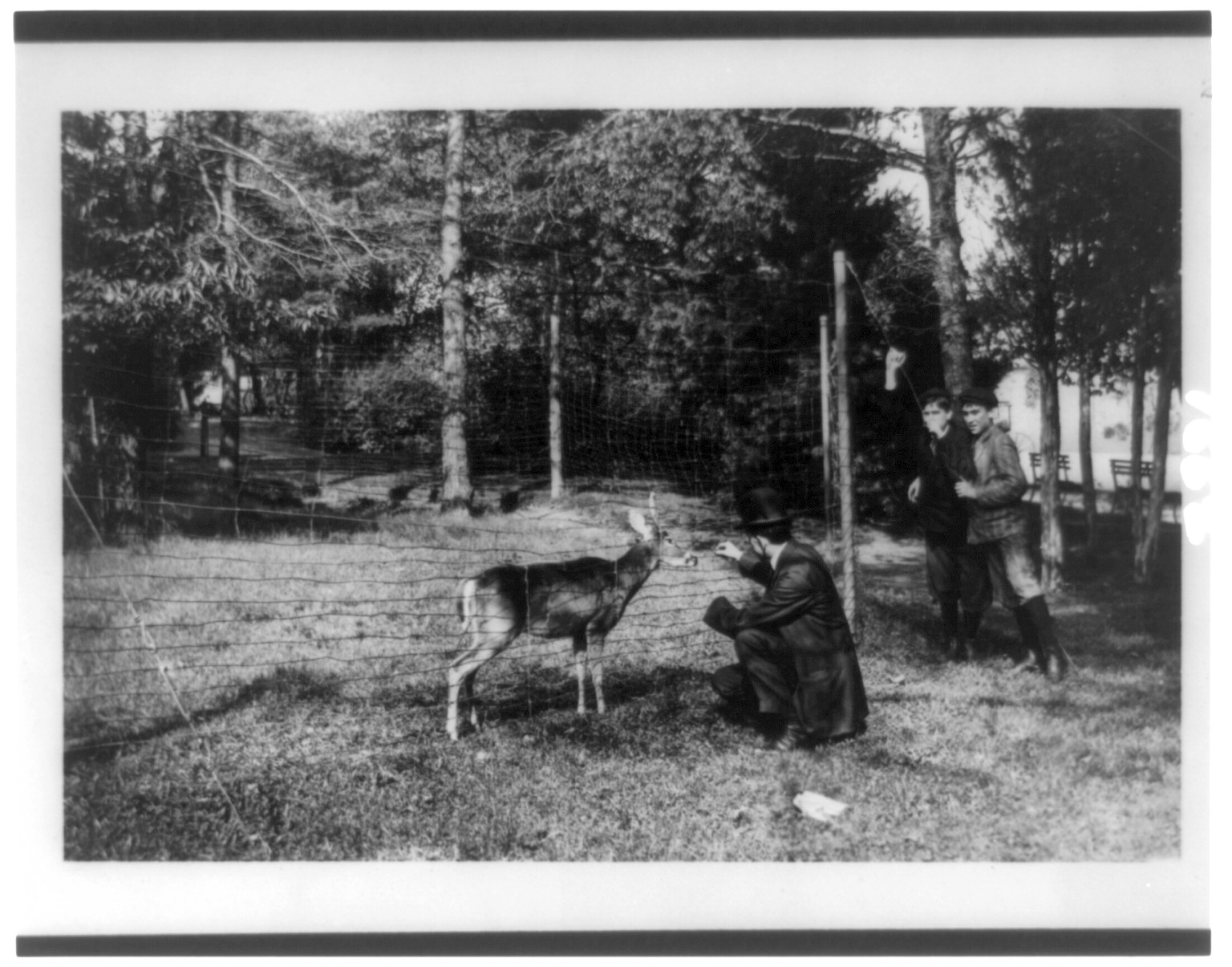 [Man feeding a deer at the National Zoo, Washington, D.C.], [between 1909 and 1932] — historic photograph