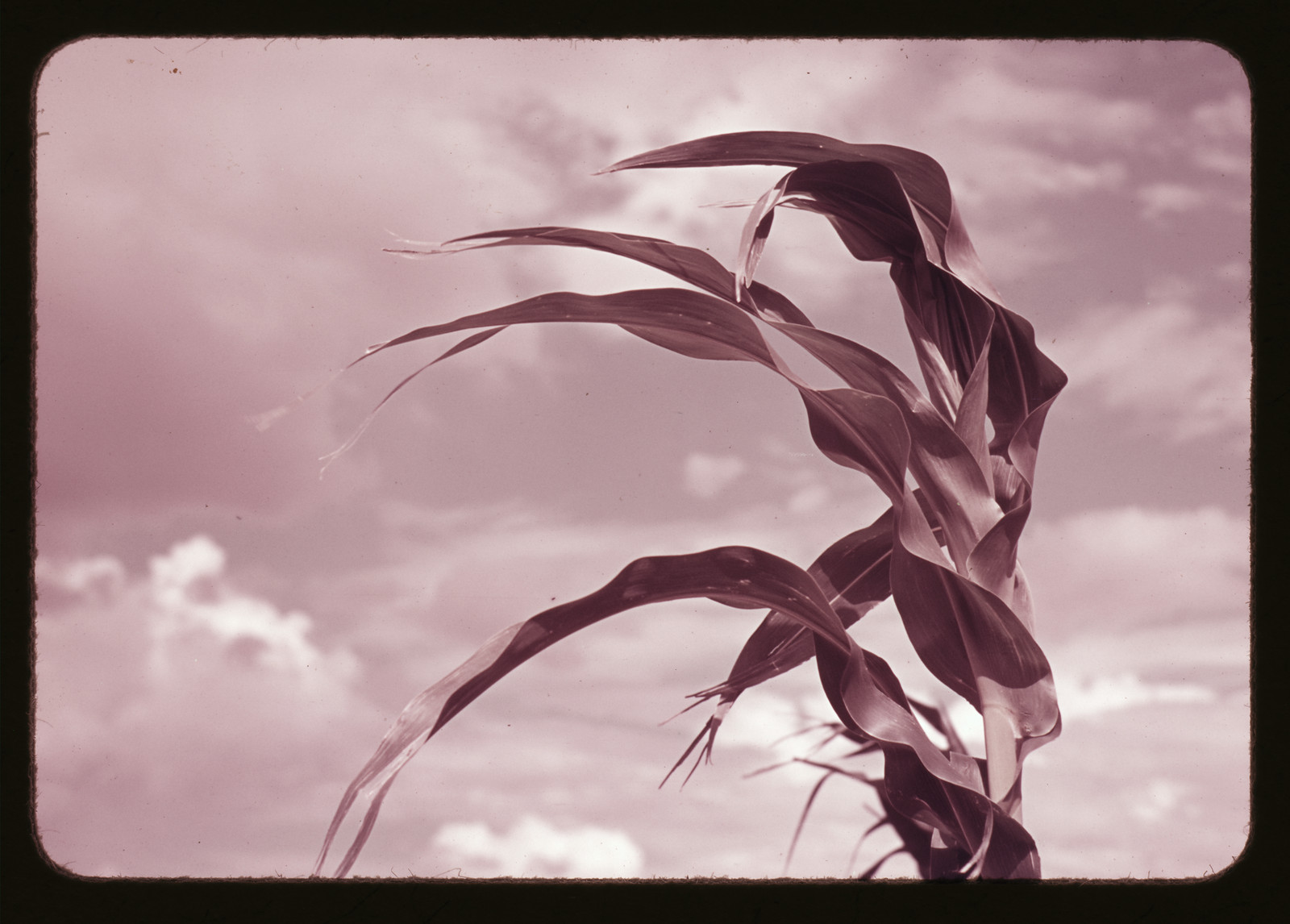 Corn plant leaves against a cloudy sky — historic image