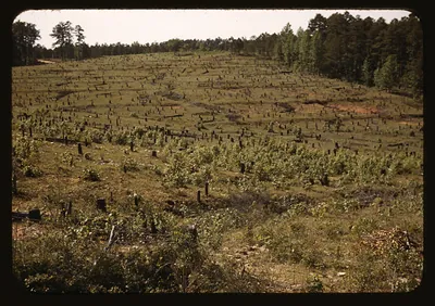 Cutover hillside with tree stumps and young regrowth