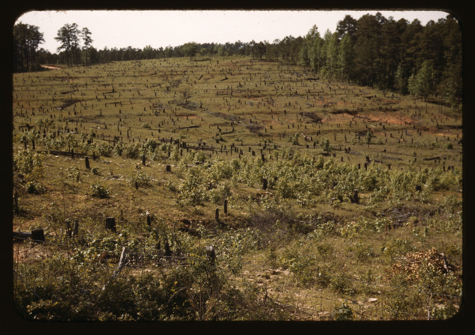 Cutover hillside with tree stumps and young regrowth — historic image