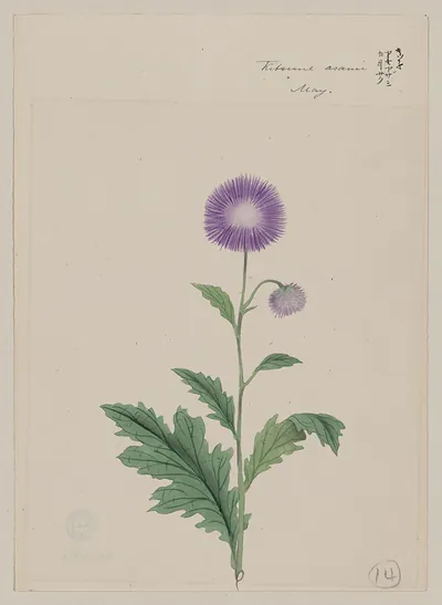 [Japanese drawing]