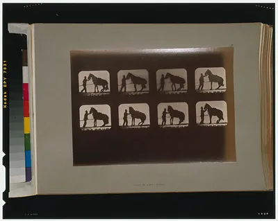 Horses. Backing