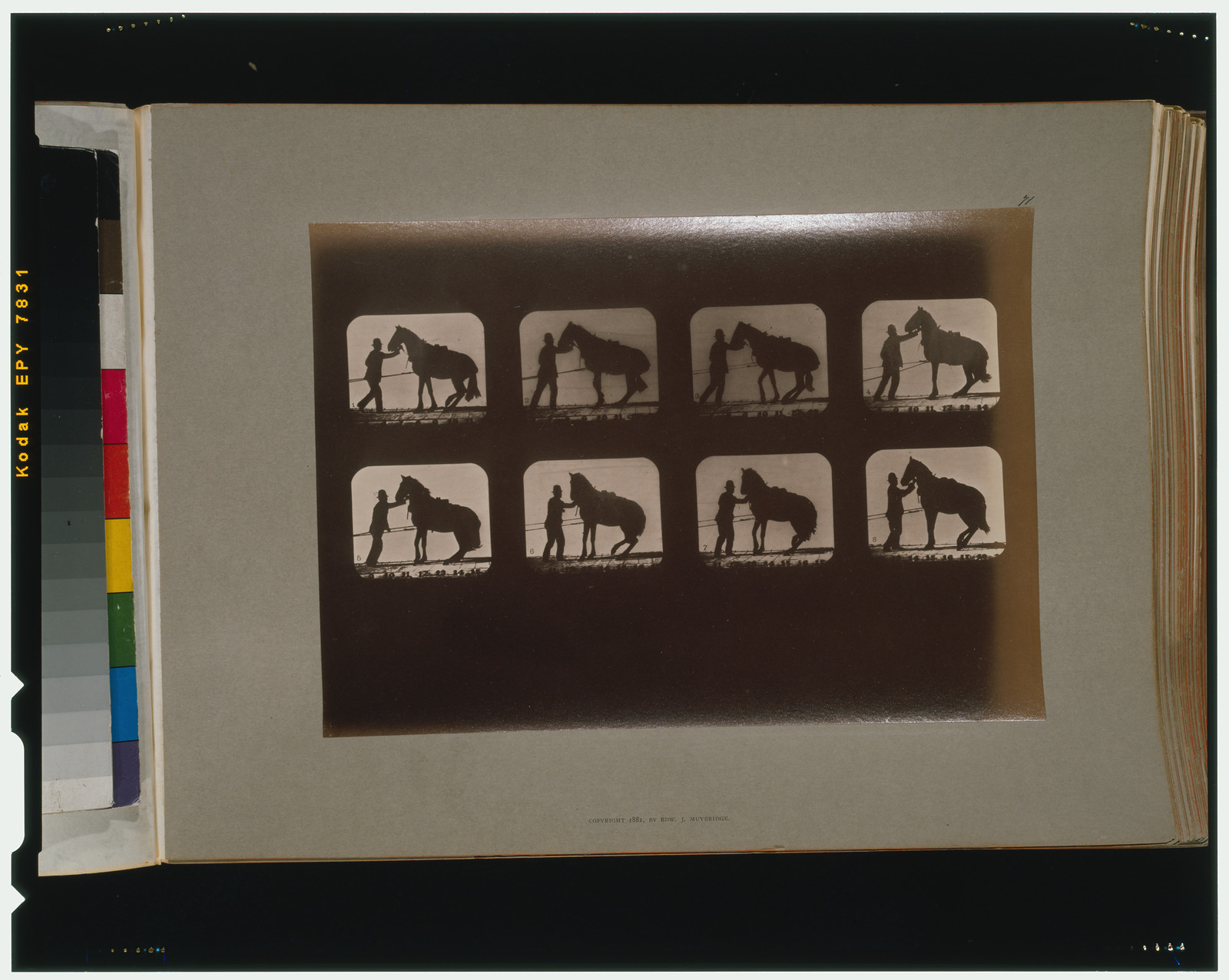 Horses. Backing, [San Francisco] : Muybridge, c1881. — historic photograph