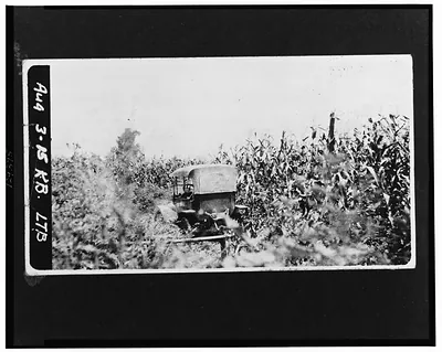 [Rear view of an automobile sitting in a cornfield]