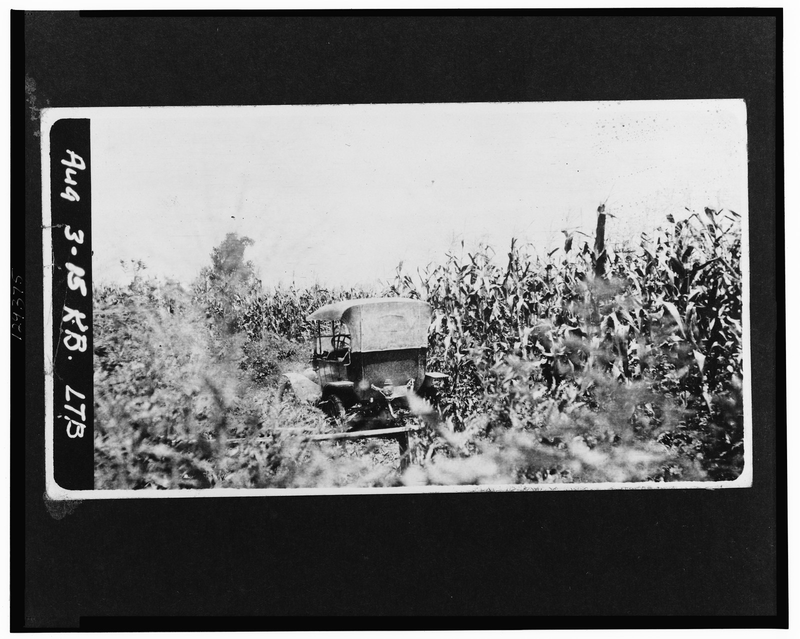[Rear view of an automobile sitting in a cornfield], 1915 August 3. — historic photograph