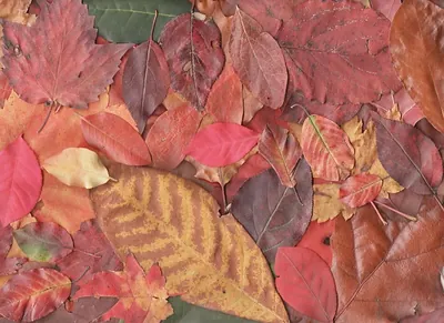 Autumn leaves in red, orange and yellow