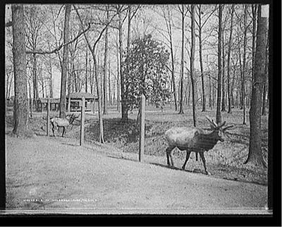 Elk in Walbridge Park, Toledo, O[hio]