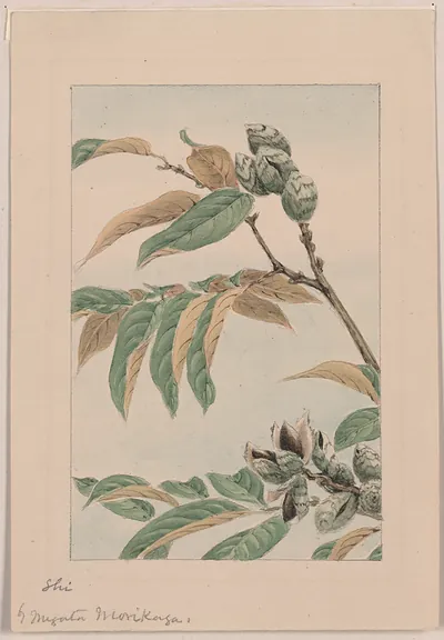 [Japanese drawing]
