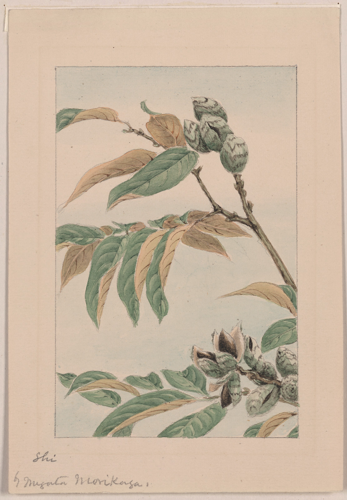 [Japanese drawing], 1750 — historic drawing