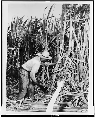 Laborer cutting down sugar cane with a machete, Banes, Cuba