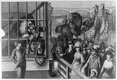 [An animal keeper feeding raw meat to lions in a circus cage as spectators watch]