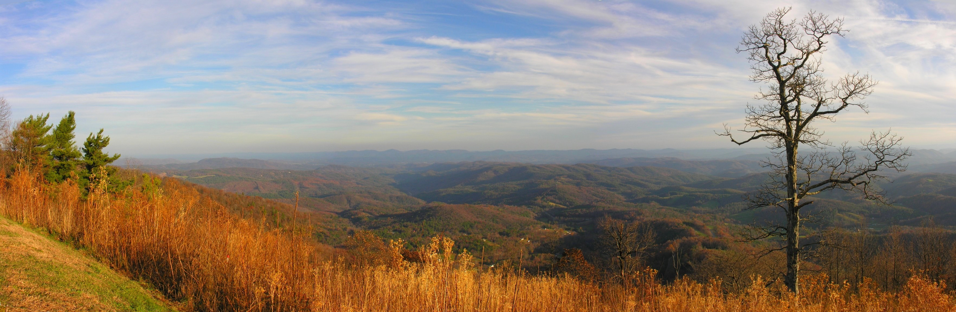 Panoramic view of Blue Ridge valleys with bare tree — historic image
