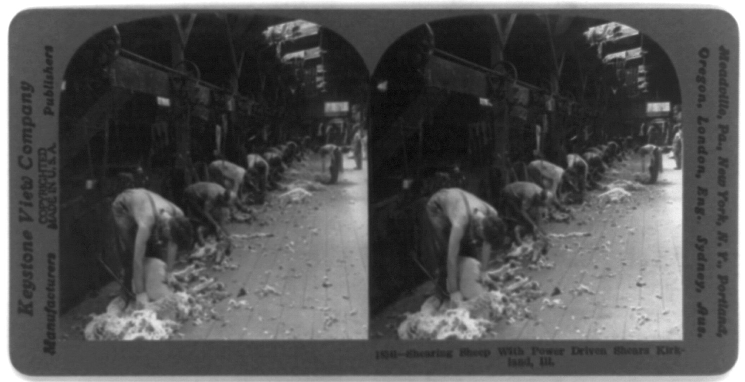 Shearing sheep with power driven shears, Kirkland, Ill., c1917 July 5. — historic photograph