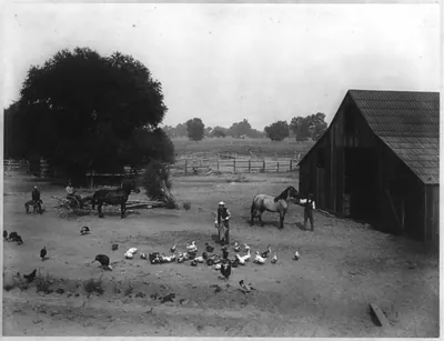 Ducks, turkeys, chickens & stud horse, O'Hare Ranch