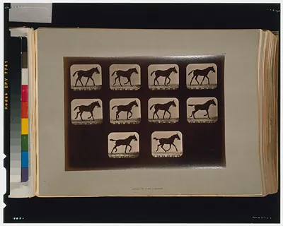 Horses. Trotting