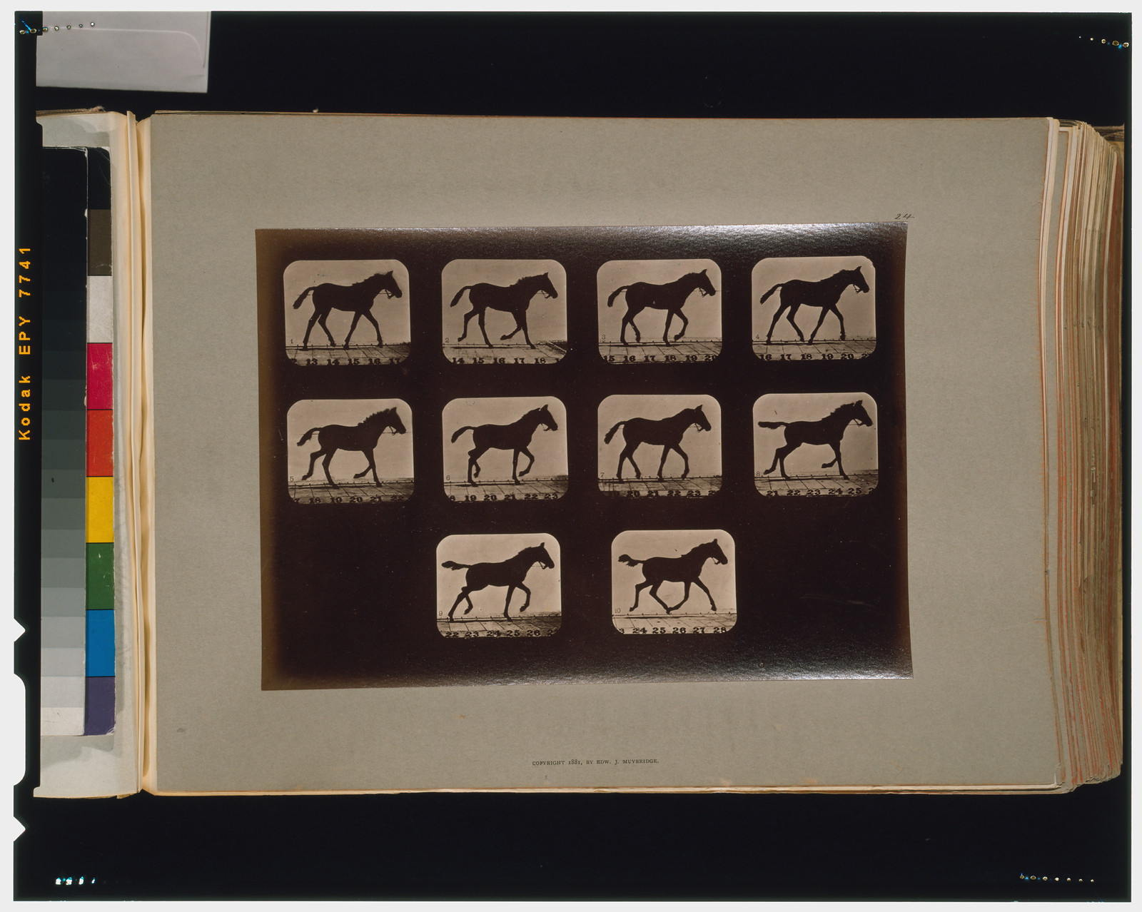 Horses. Trotting, [San Francisco] : Muybridge, c1881. — historic photograph