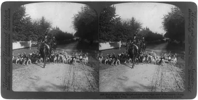 Fox hounds of the Meadowbrook Club--first meet of the season--Long Island, New York