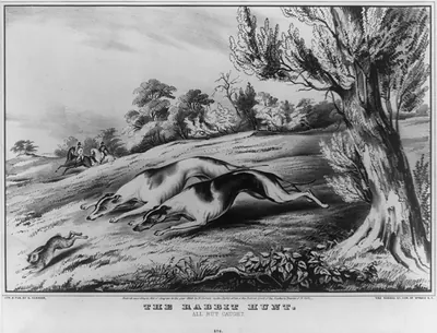 The rabbit hunt: all but caught