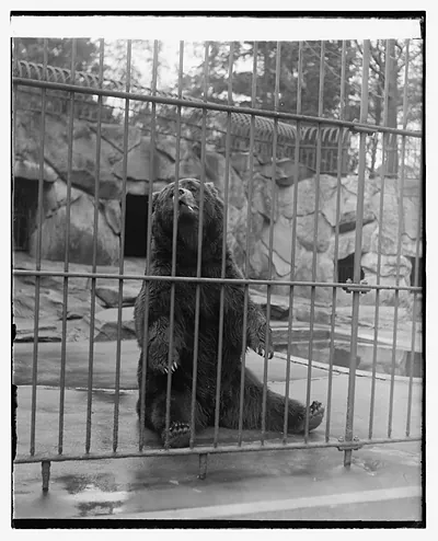 [Bear at zoo]