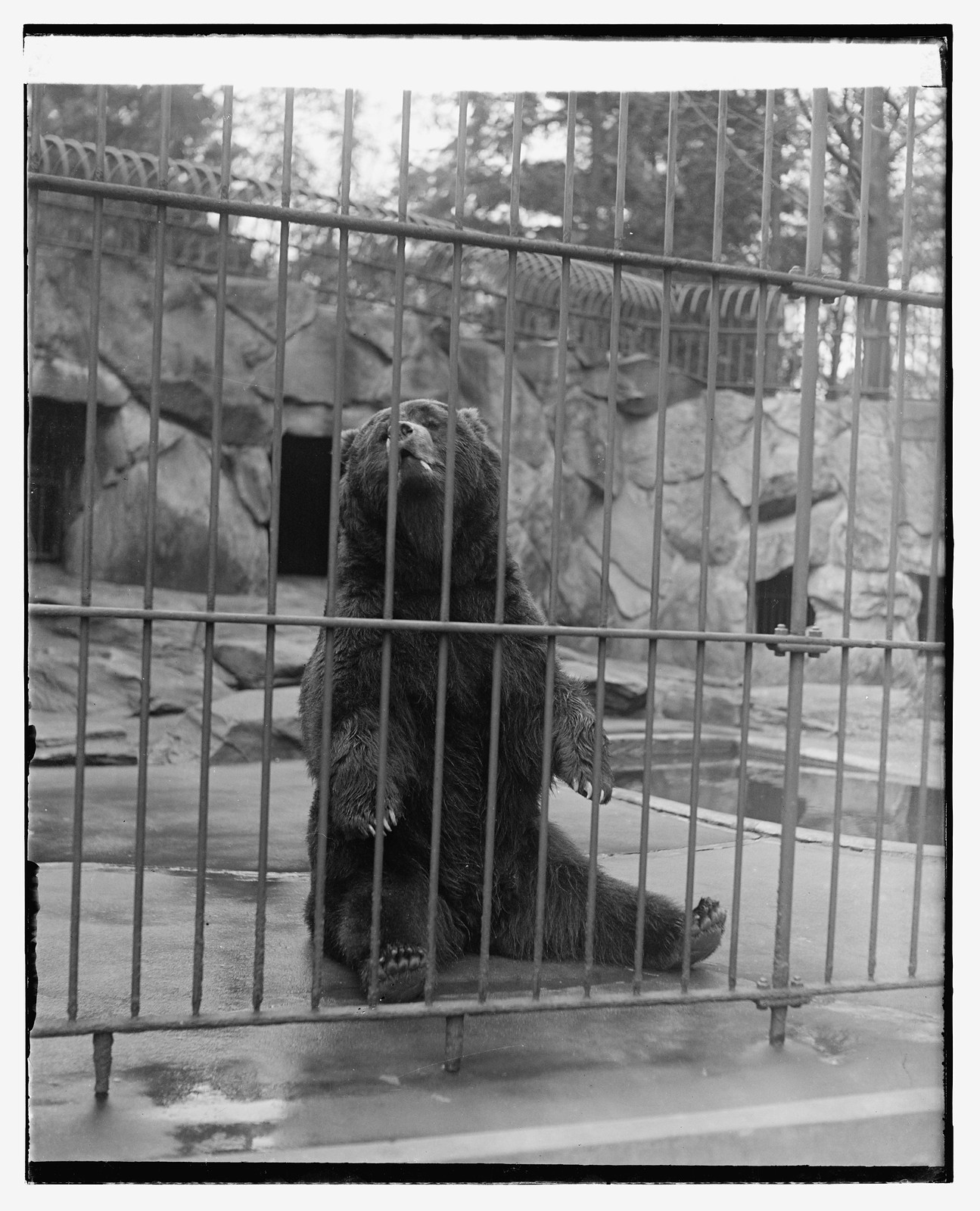 [Bear at zoo], [between 1909 and 1932] — historic photograph