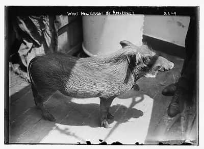 Wart hog caught by Roosevelt