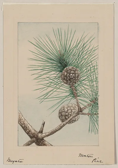 [Japanese drawing]